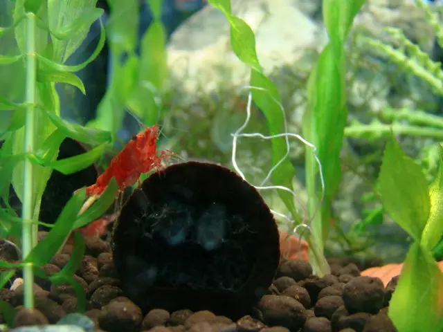 Uncovering the techniques to distinguish Emerald simulants and artificial creations