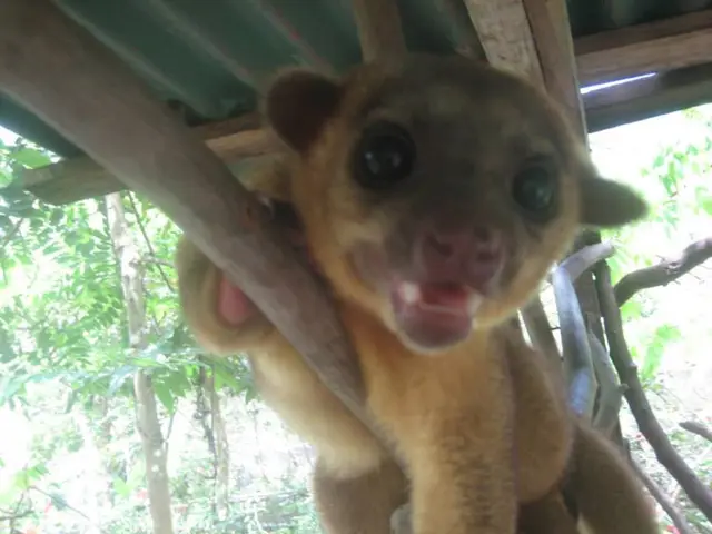 Animal welfare organization, Krasnodar Shelter, faces potential closure.