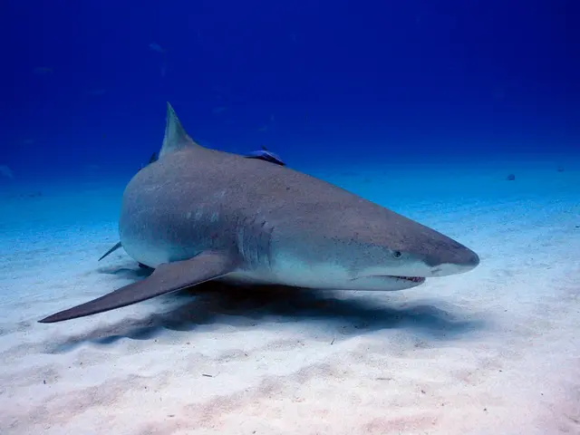 Dolphin females possess the ability to control unwanted pregnancies through their reproductive...