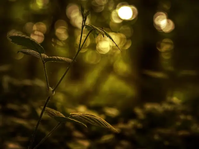 Data Collection Techniques: Sampling Strategies and Exemplary Guidelines