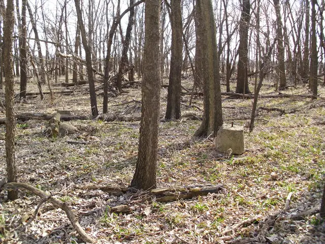 Shrinking Carbon Absorption in European Forests: Is a Reversal Possible?