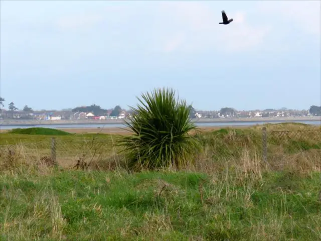 Disrupted Sleep and Song Production in Birds due to City Noise and Bright Lights, Research Finds