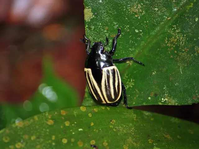Japanese B Encephalitis: An Exploration of This Infectious Disease of the Brain