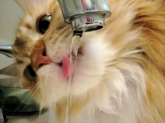Vomiting Clear Liquid in Cats: Appropriate Reactions