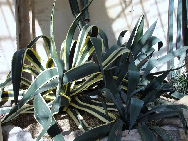 Fermented Pineapple Drink