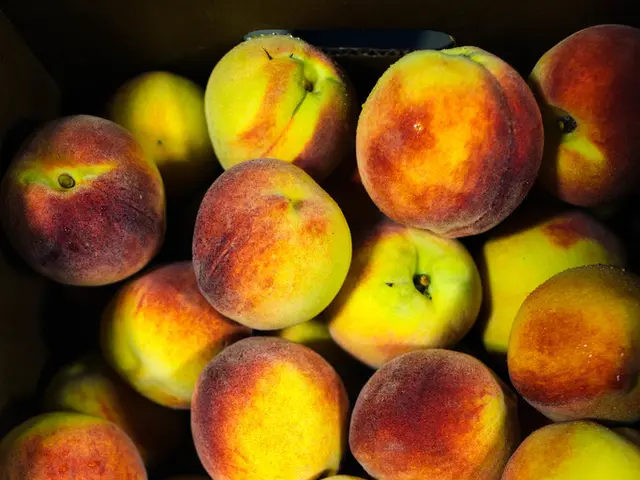 Fungal Infestation Affects Apple Crops: Powdery Mildew