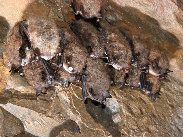 Explore the Nabu Nature Reserve with the Wupper Association on their bat-focused guided outings