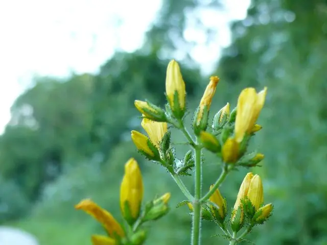 Natural Tinnitus Solutions: French Maritime Bark, Huperzine-A, and Turmeric