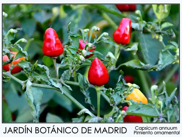 Empowering Solutions: DIY Immune Boosters for Cancer Prevention at Home