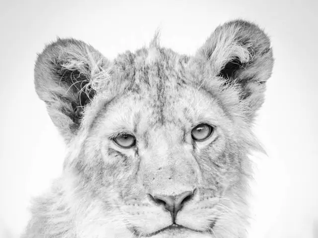 Three Amur tigers were euthanized at the zoo