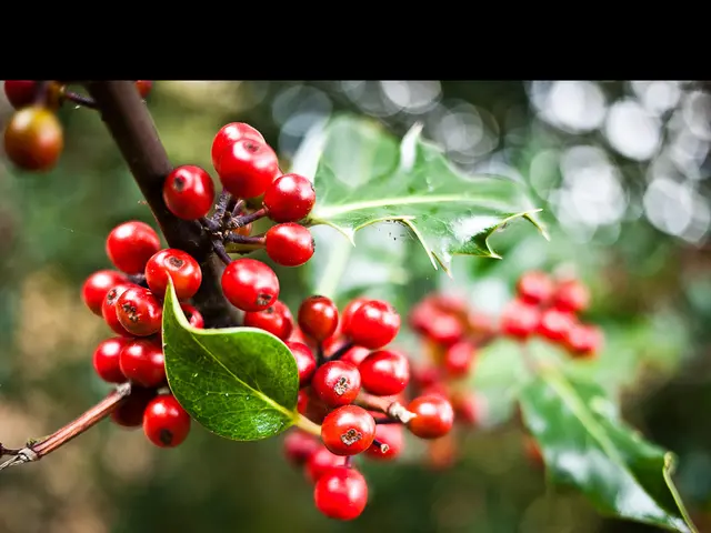 Guide to Cultivating, Harvesting, and Capitalizing on the Amazon's Superfruit, Acai Berry