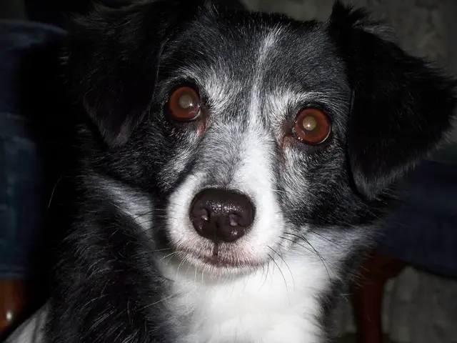 Testing a Dog's DNA: Is It Worth It?