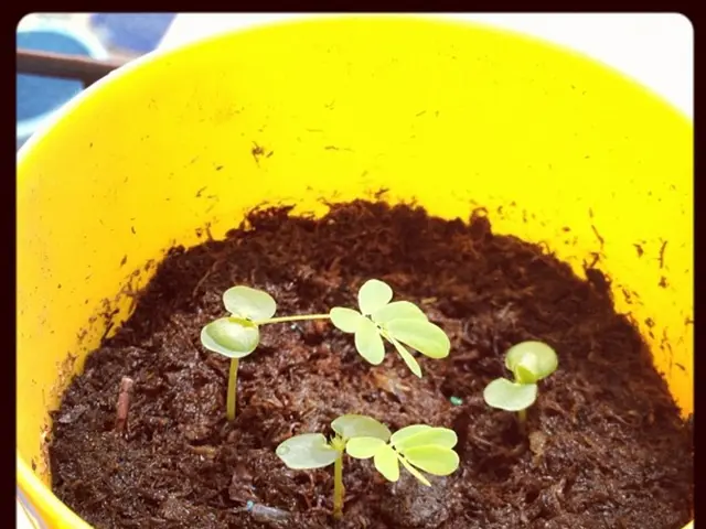 Cultivating vegetation that supports gut microbiota for enhanced wellness