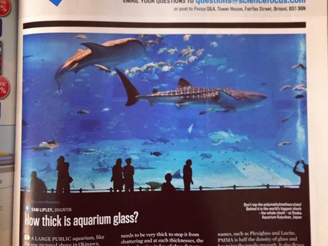 Fish Species Threatened by El Niño Seek Safety at Birch Aquarium, Scripps