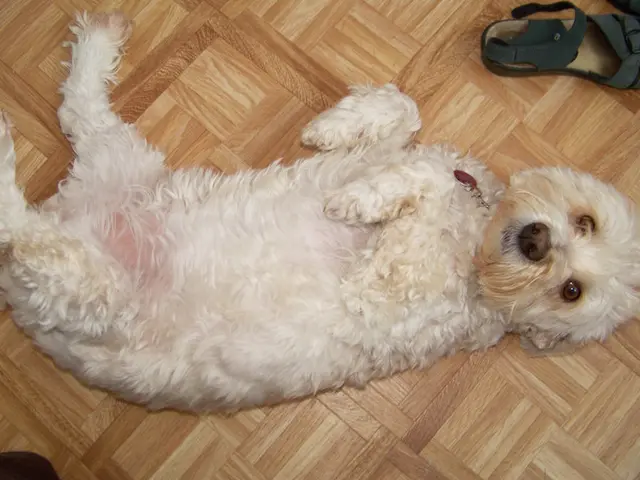 Reasons Behind Canines Licking Their Paws: Nine Explanations and Remedies for Relief