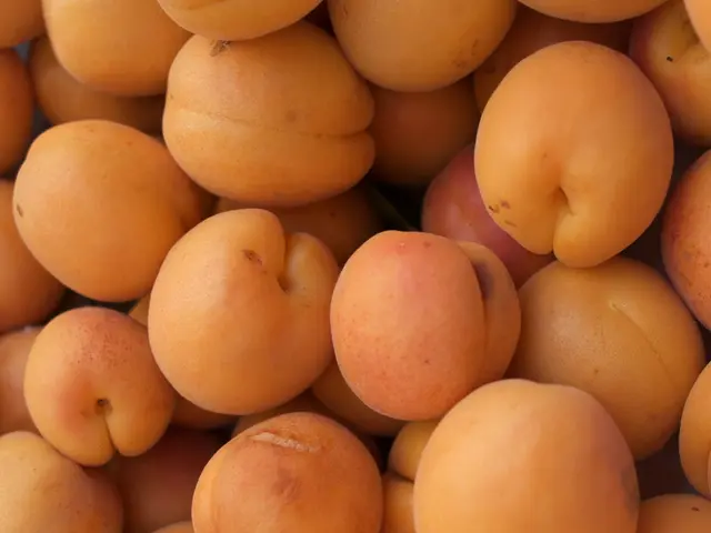 Unveiling the Secret Advantages of Oranges and the Advice Against Consuming Their Juice by...