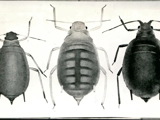 School authorities discovered outdated food supplies and cockroaches in 75 school kitchens.