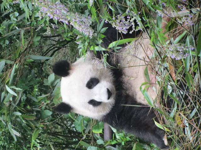 Streptococcal after-effects: Symptoms, causations, remedies, and additional details