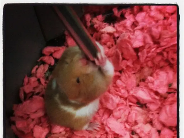 Interpreting Rodent Reveries: The Symbolic Significance of Dreaming about Rats