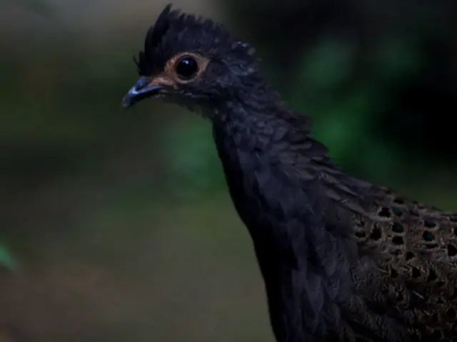 The Mysterious Mating Habits of Birds: An Insight into Their Unique Reproductive Practices