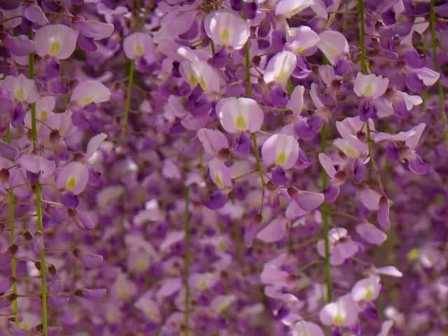 Umbilical Cord Blood Stem Cells Identified: Insight into These Potent Regenerative Cells