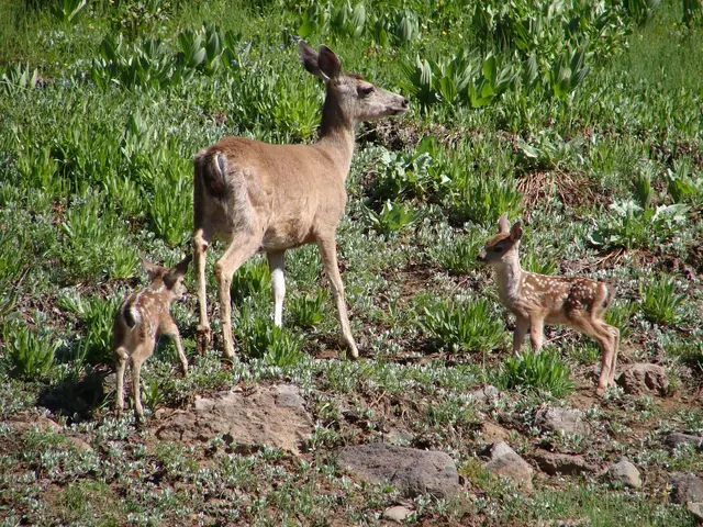 Deer distribution carried out in mass scale by veterinarians in Oхотsky district