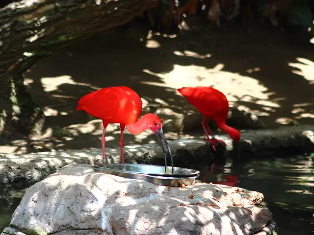 Fibromyalgia and Irritable Bowel Syndrome: A Potential Link?