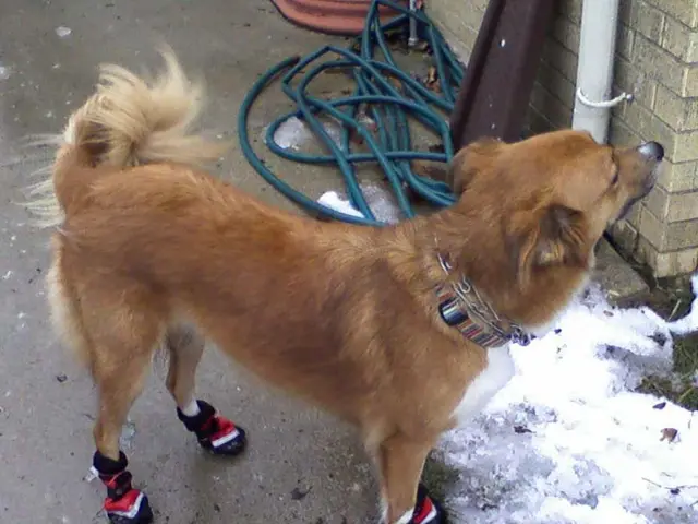 Vet-recommended techniques for teeth cleaning in dogs