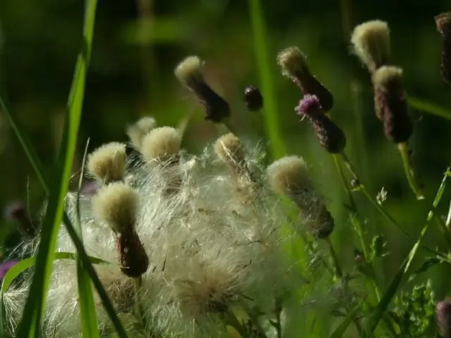 Fundamental Methods for Thriving Organic Hydroponic Cultivation