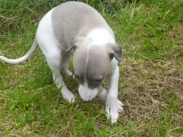 Monthly pause in running replaced with daily walking regimen reveals five new insights gained