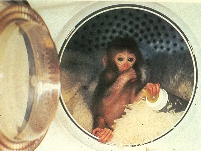 Primate peeks through cage at experimental research facility in Sukhumi, Georgia.