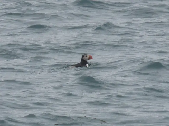 Arctic seabirds exhibit lower heat resistance and are more susceptible to the impacts of global...