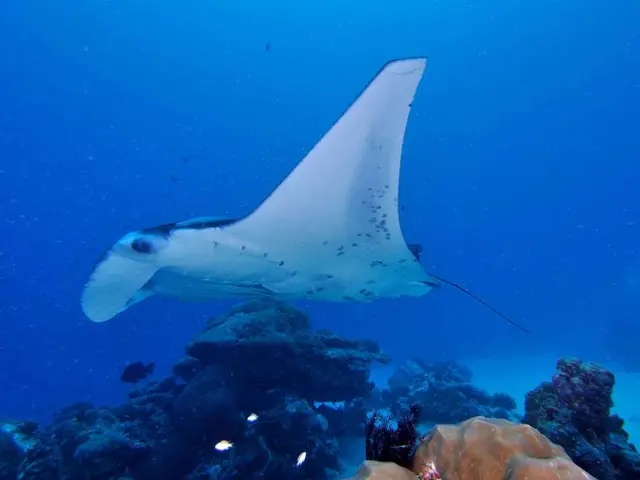 Algae-based fish alternatives provide iodine, a vital nutrient.