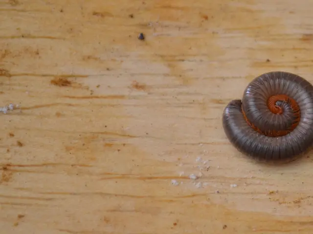 A description of the Breech Position, aUUID reducing fetal formation during pregnancy where the...