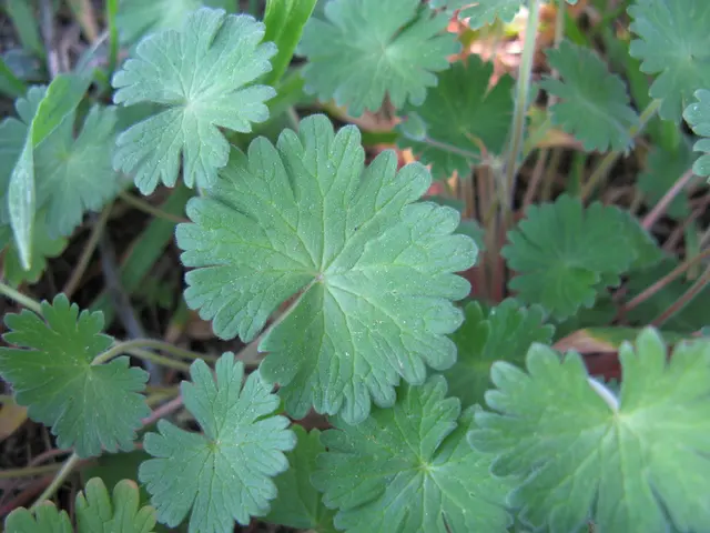 Advantages of Chlorophyll Consumption That Could Prompt You to Embrace a Greener Lifestyle