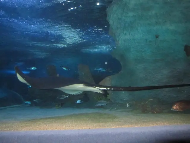 Syracuse resident faces conviction for participation in Cayuga County's underage sex decoy...