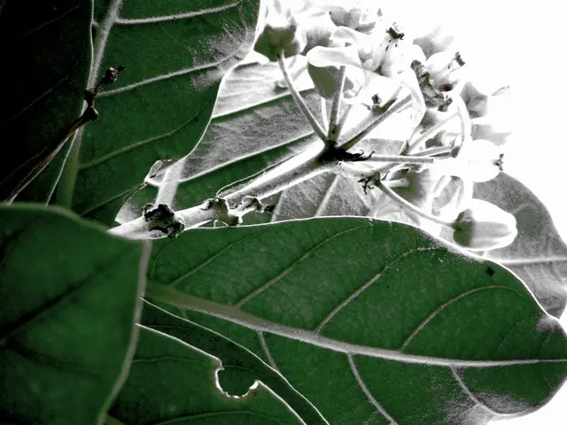 Harvesting and Utilizing Self Heal: Directions and Applications