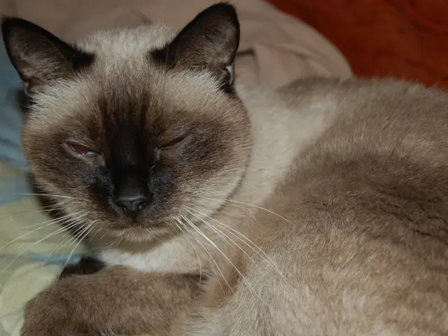 Understanding Catatonia: A Detailed Look at the Psychiatric Condition