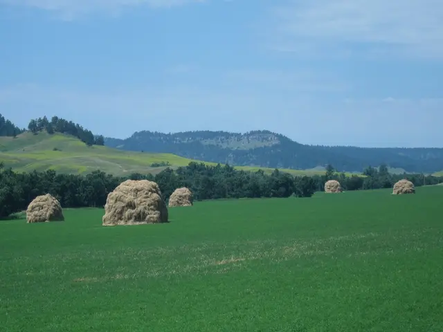 Current airborne pollen levels in Regensburg are exceptionally high, primarily due to the...