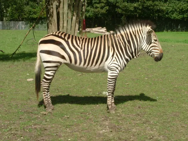 Researchers in Japan Recipients of Ig Nobel Prize for Painted Zebra Cows