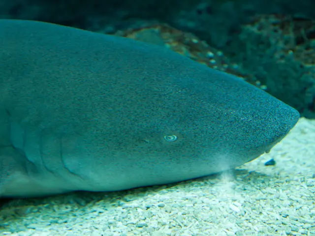 In this image I can see a fish in the water and I can see few white stones.