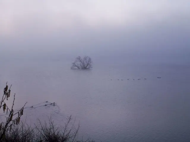 In the image we can see water, leaves, trees and the smoky sky.