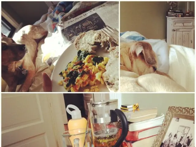 In this image i can see a dog sleeping on the bed, a news paper, a pillow , a bed sheet,a pale with...
