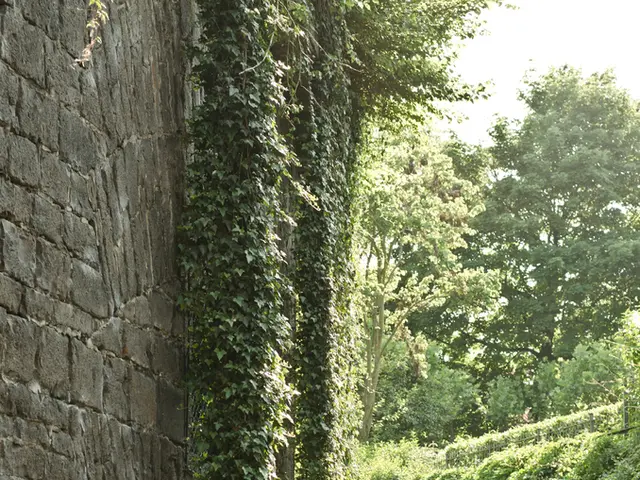 In this image, I can see the trees with branches and leaves. I think these are the creepers. This...