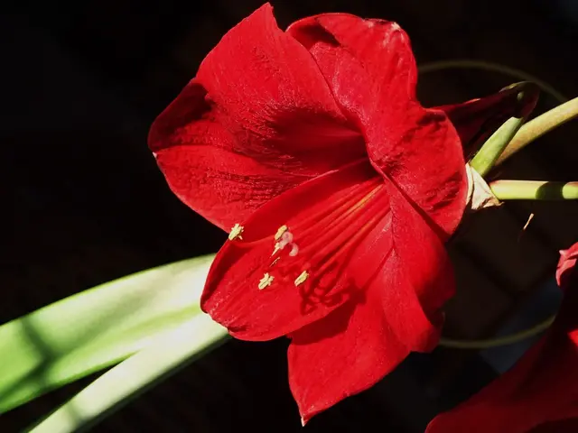 There is a beautiful red flower to the plant and the background of the flower is dark.