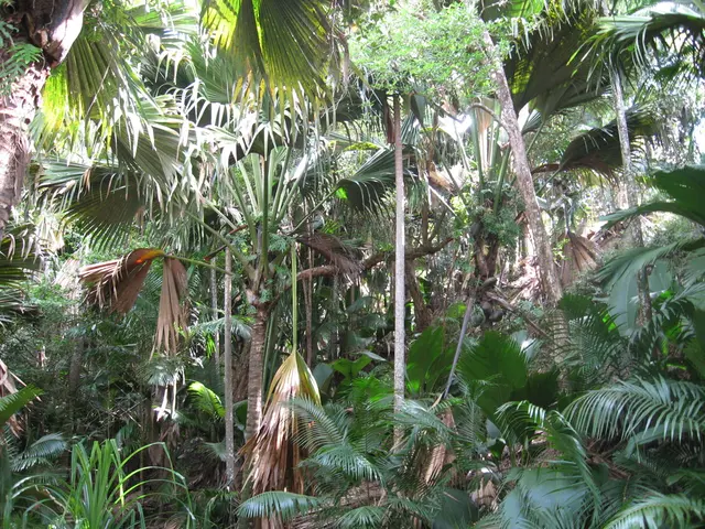 In this image there are trees and plants on the land.