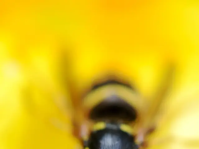 In this picture we can observe an insect which is in black and yellow color. The background is...