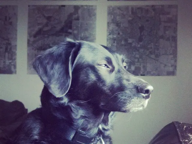 In the image there is a dog and behind the dog there is a wall and on the wall there are some...