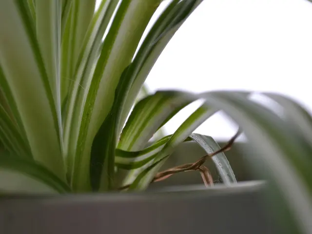 These are the leaves of a plant, this is the plant pot in white color.