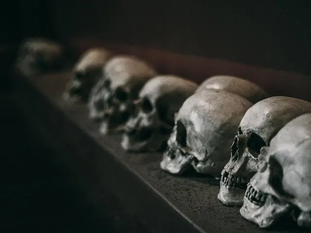 In this image I can see few skulls on some surface and the skulls are in white color.